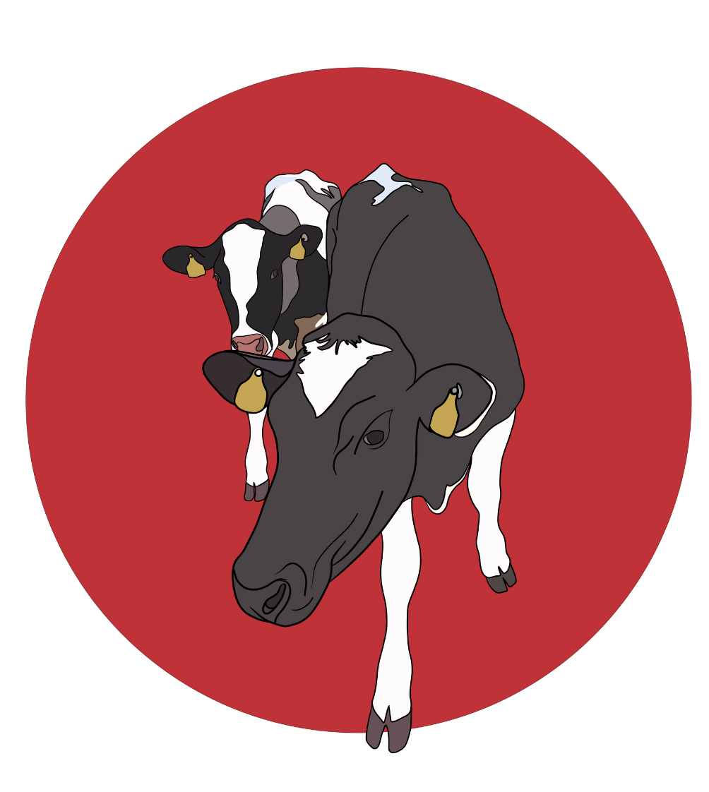 Daisy & Maisy the Cows Magnet