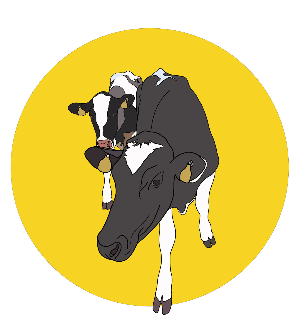 Daisy & Maisy the Cows Magnet