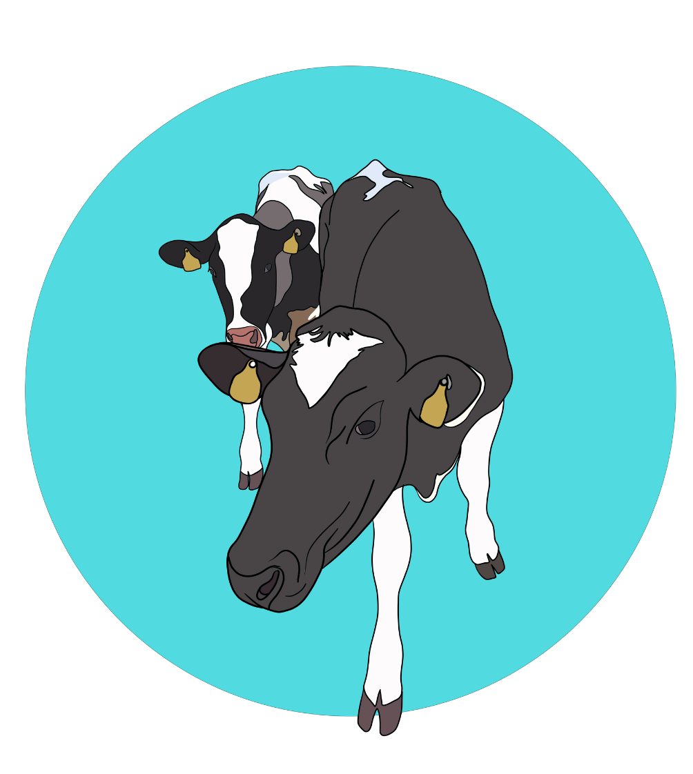 Daisy & Maisy the Cows Magnet