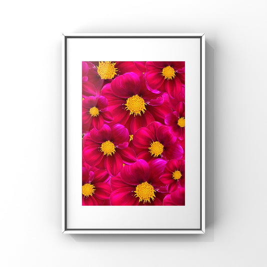 Red Dahlias Art Print - for Hospice