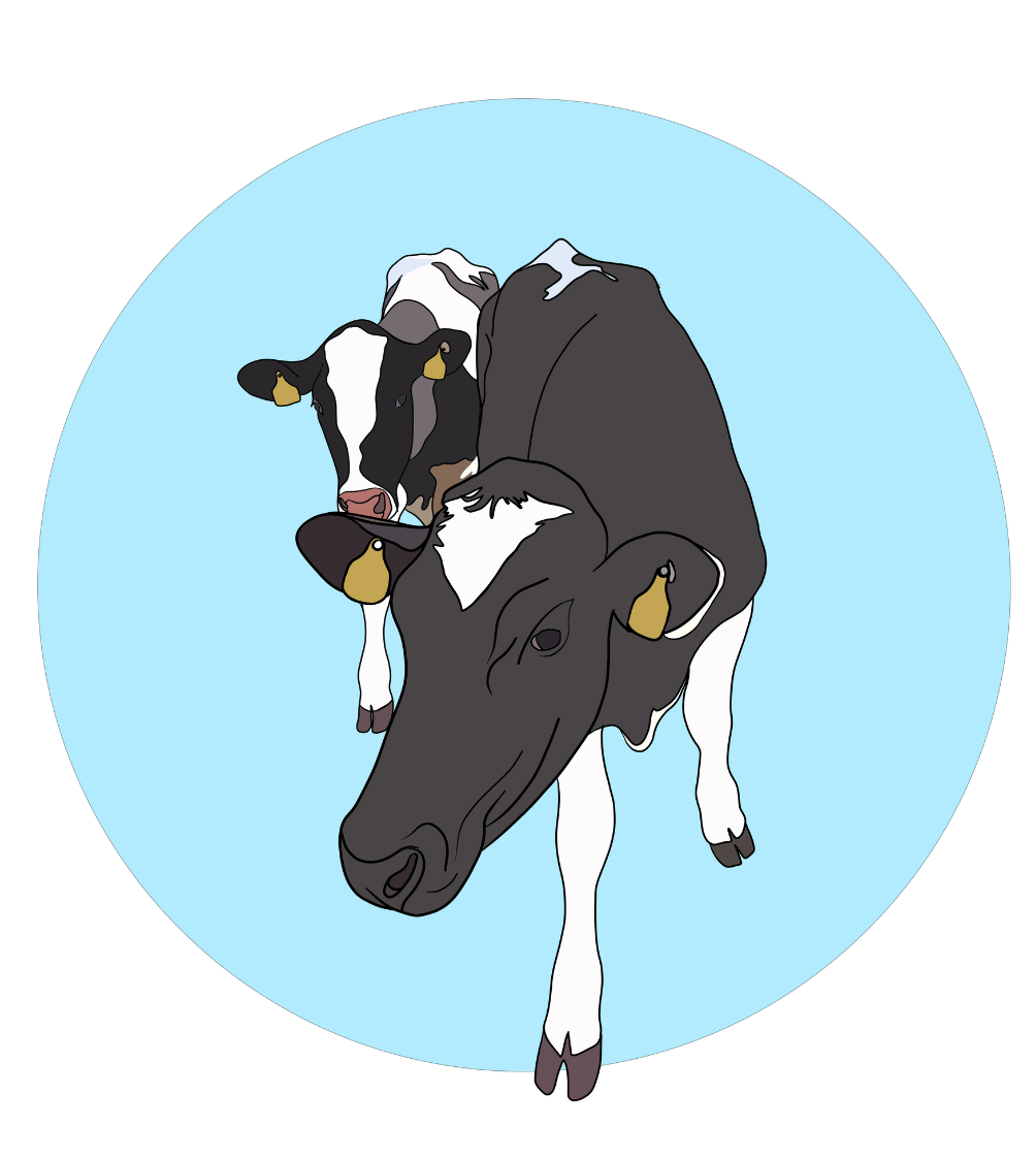 Daisy & Maisy the Cows Magnet