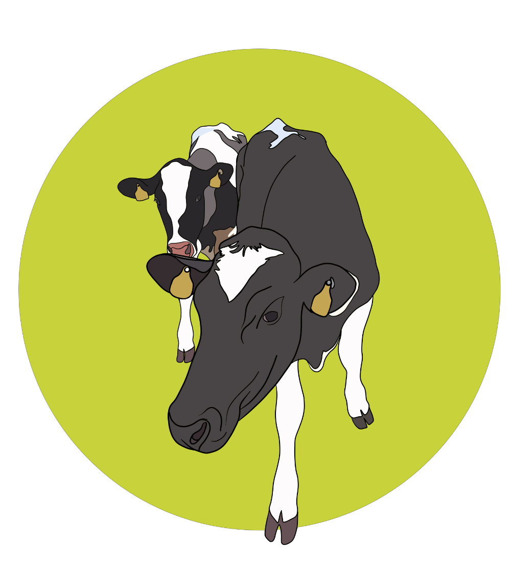 Daisy & Maisy the Cows Magnet