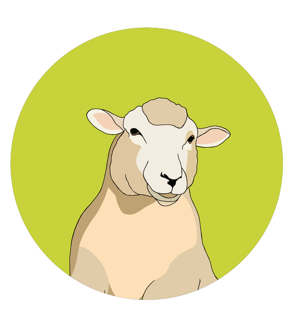 Steve the Sheep Magnet