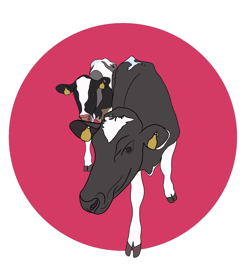 Daisy & Maisy the Cows Magnet