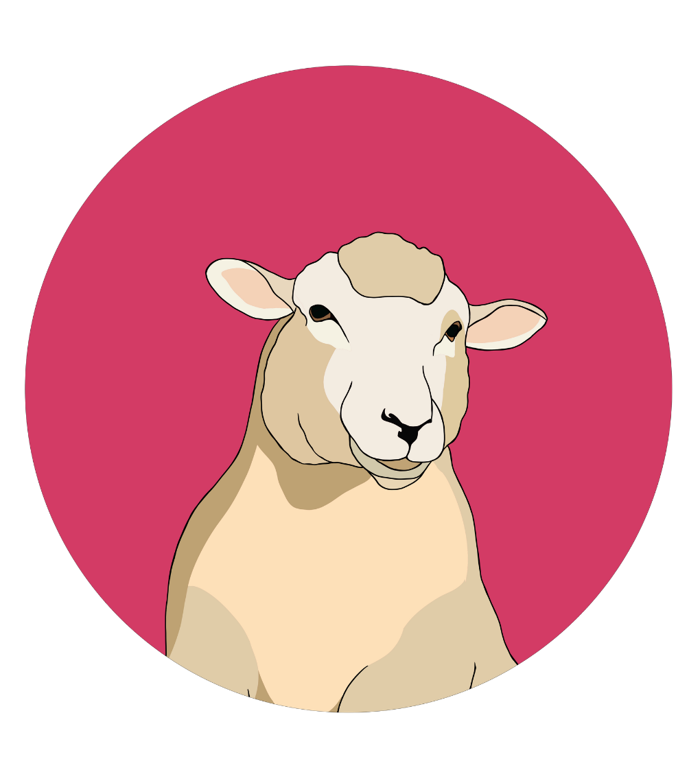 Steve the Sheep Magnet