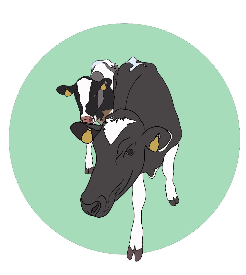 Daisy & Maisy the Cows Magnet