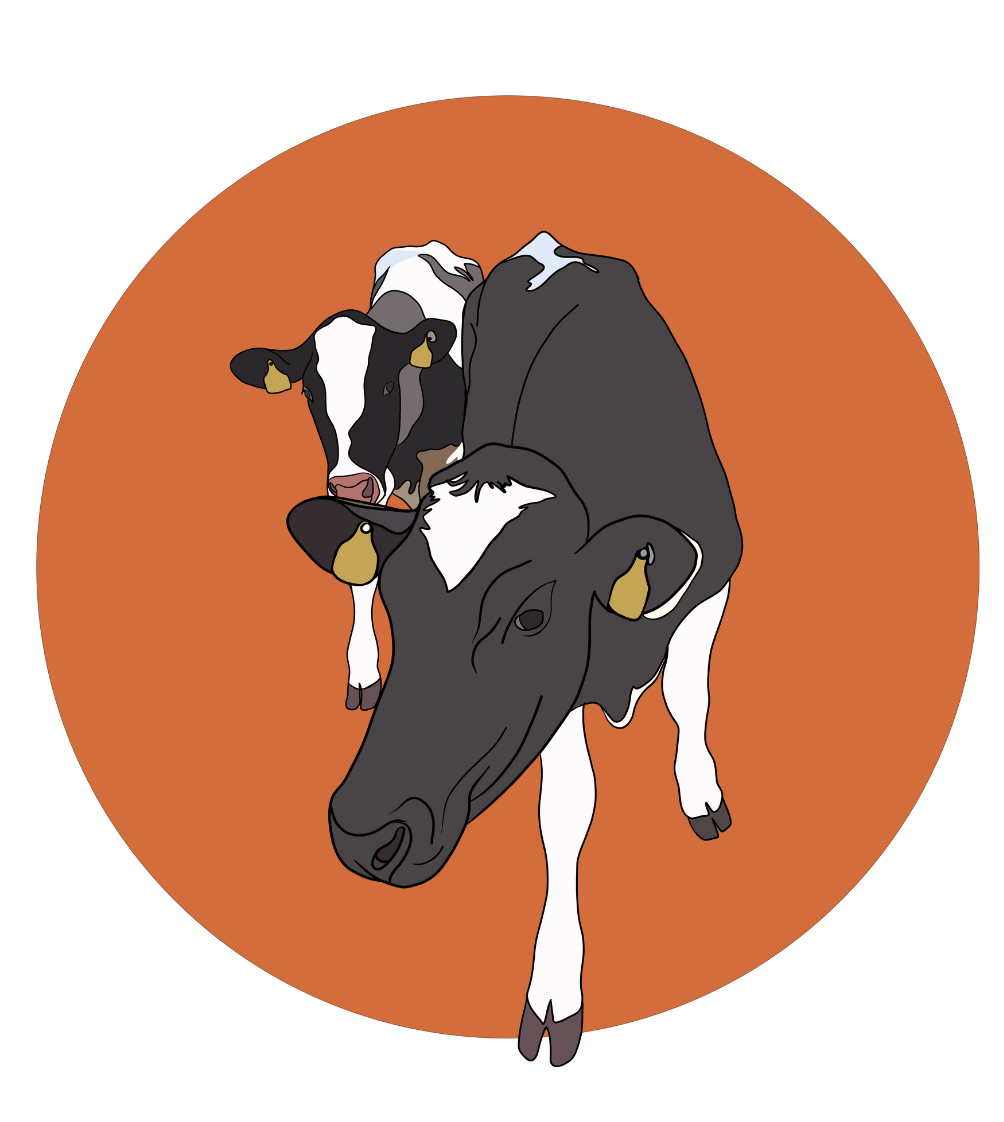 Daisy & Maisy the Cows Magnet