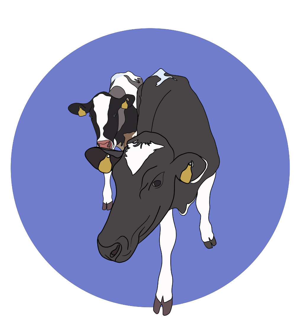 Daisy & Maisy the Cows Magnet