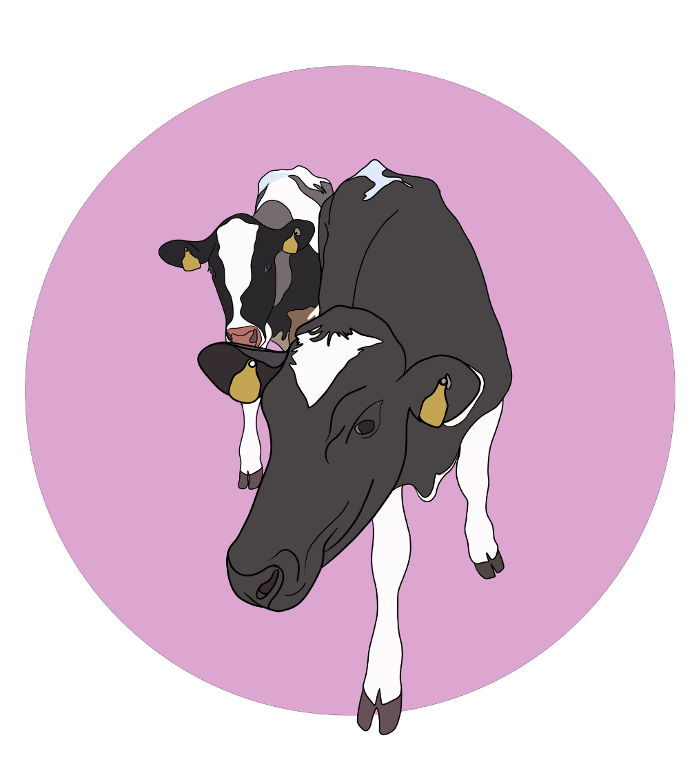 Daisy & Maisy the Cows Magnet