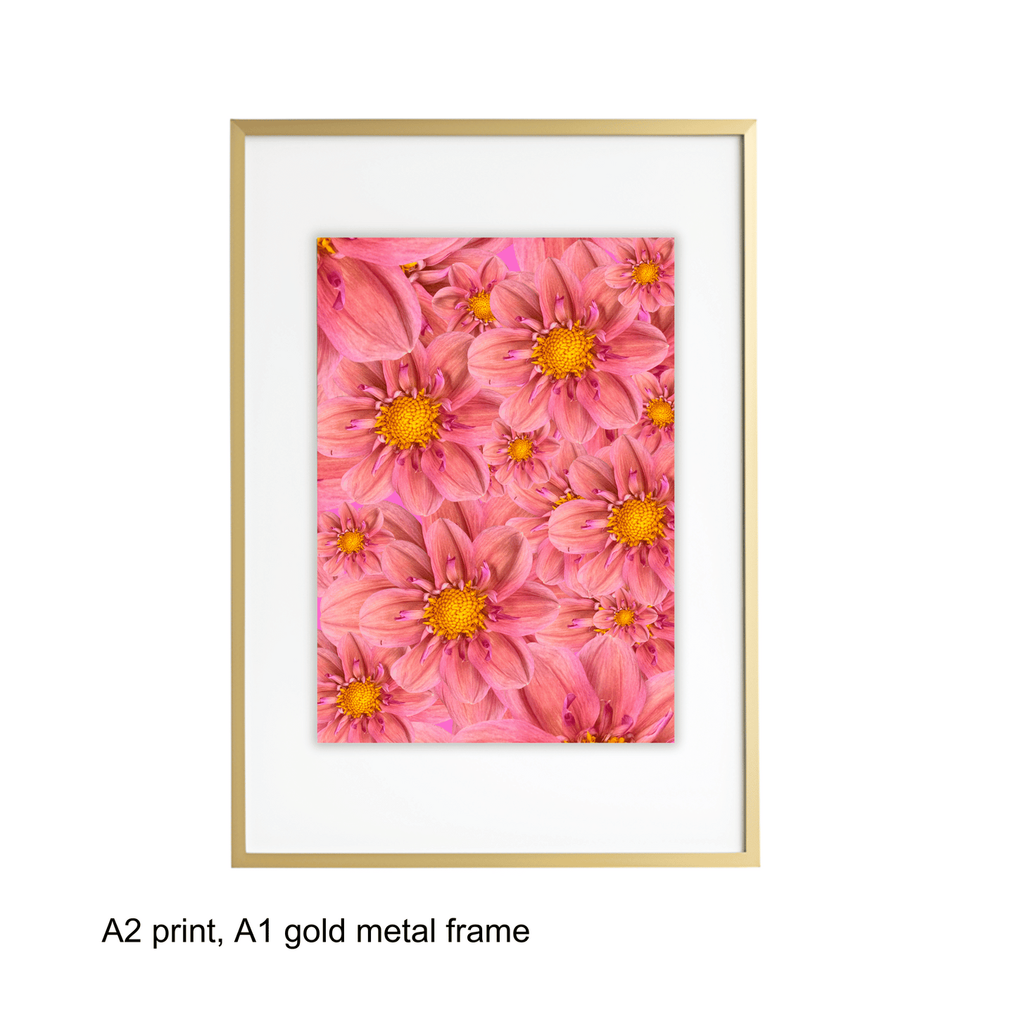 Pink Dahlias Art Print - for Hospice