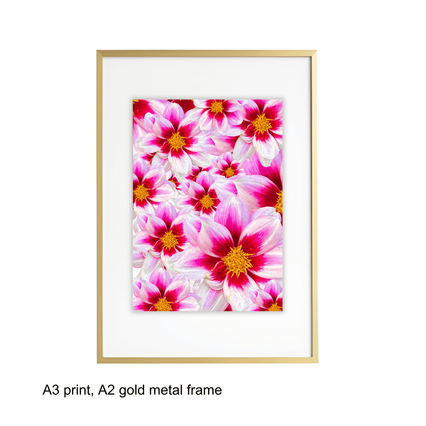 White Dahlias Art Print - for Hospice