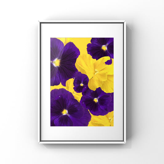 Purple Violas Art Print - for Hospice