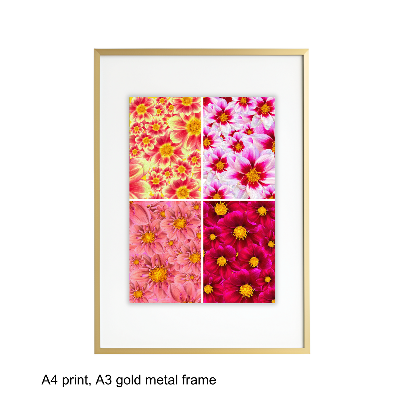 Dahlia Quads Art Print - for Hospice