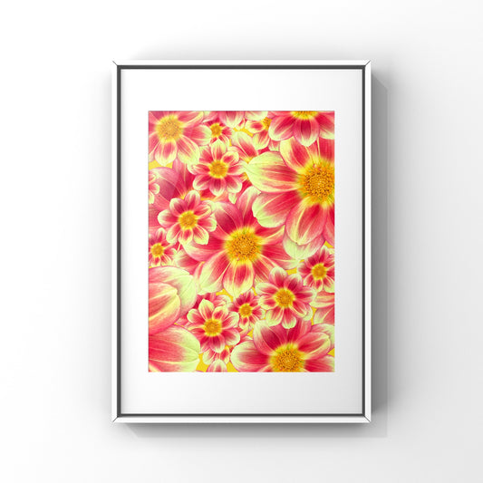 Sunrise Dahlias Art Print - for Hospice