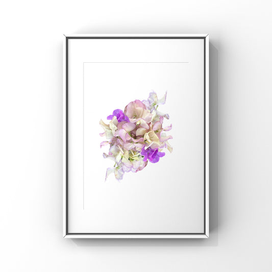 Sweet Pea Art Print - for Hospice
