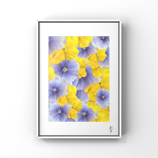 Blue Violas Art Print - for Hospice