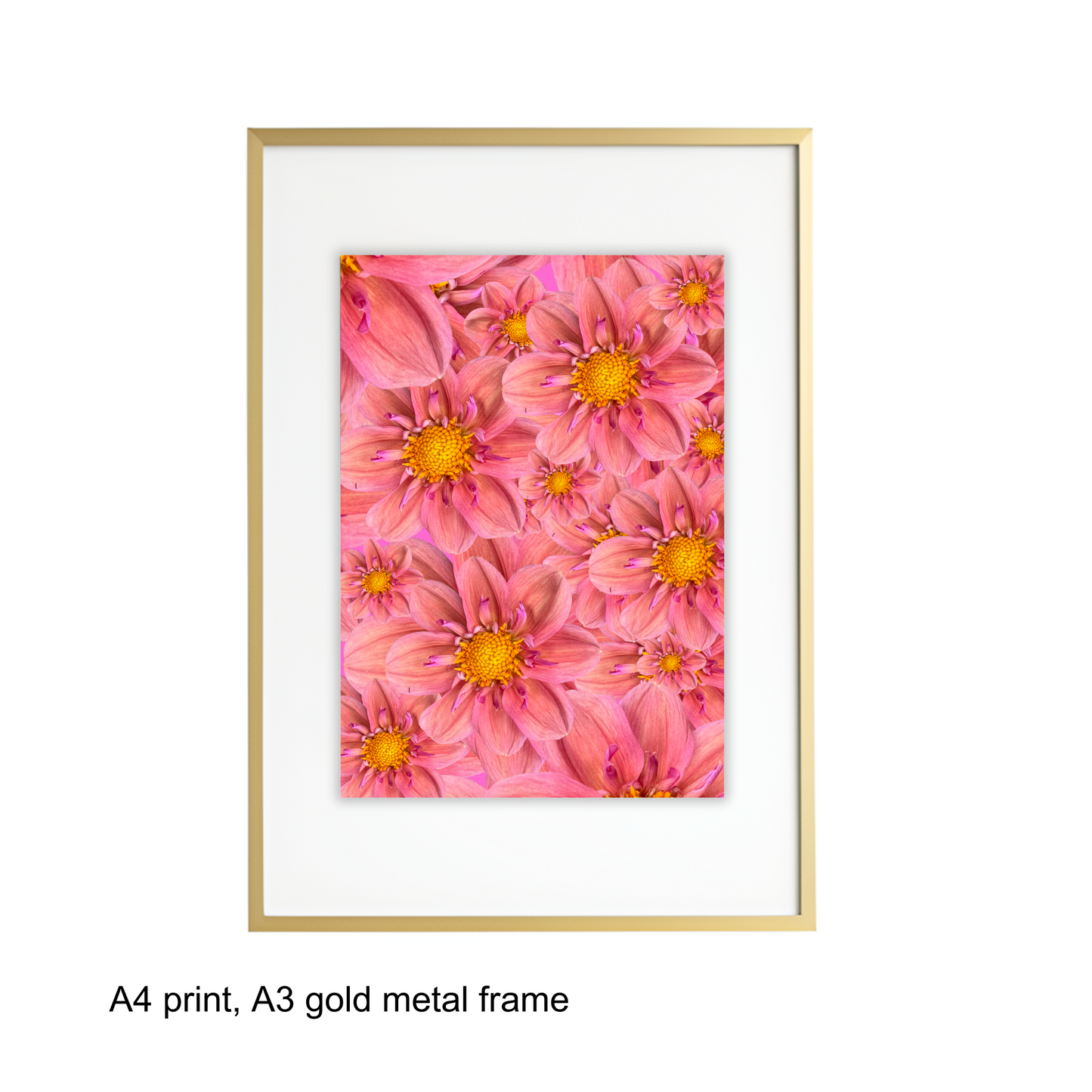 Pink Dahlias Art Print - for Hospice