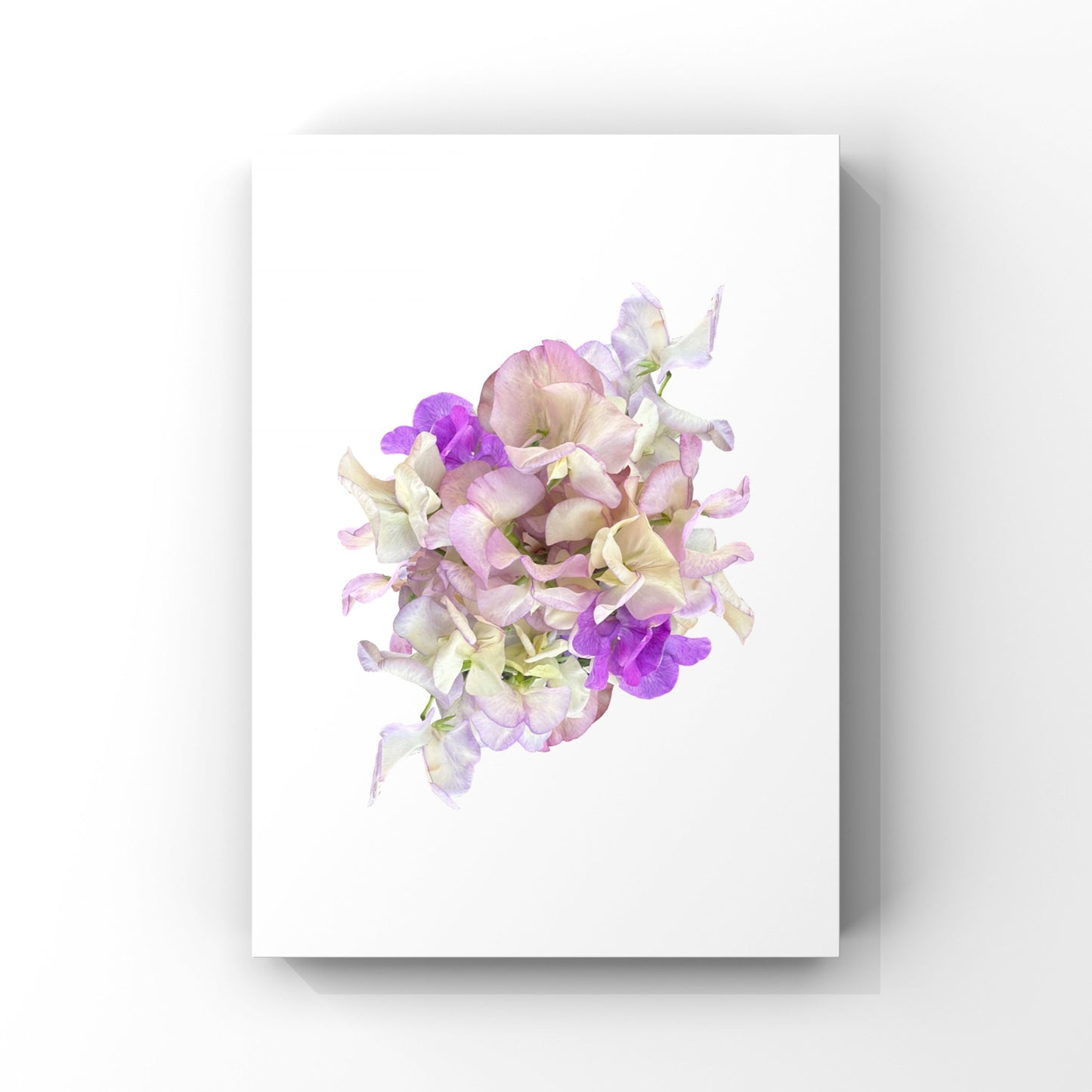 Sweet Pea Art Print - for Hospice