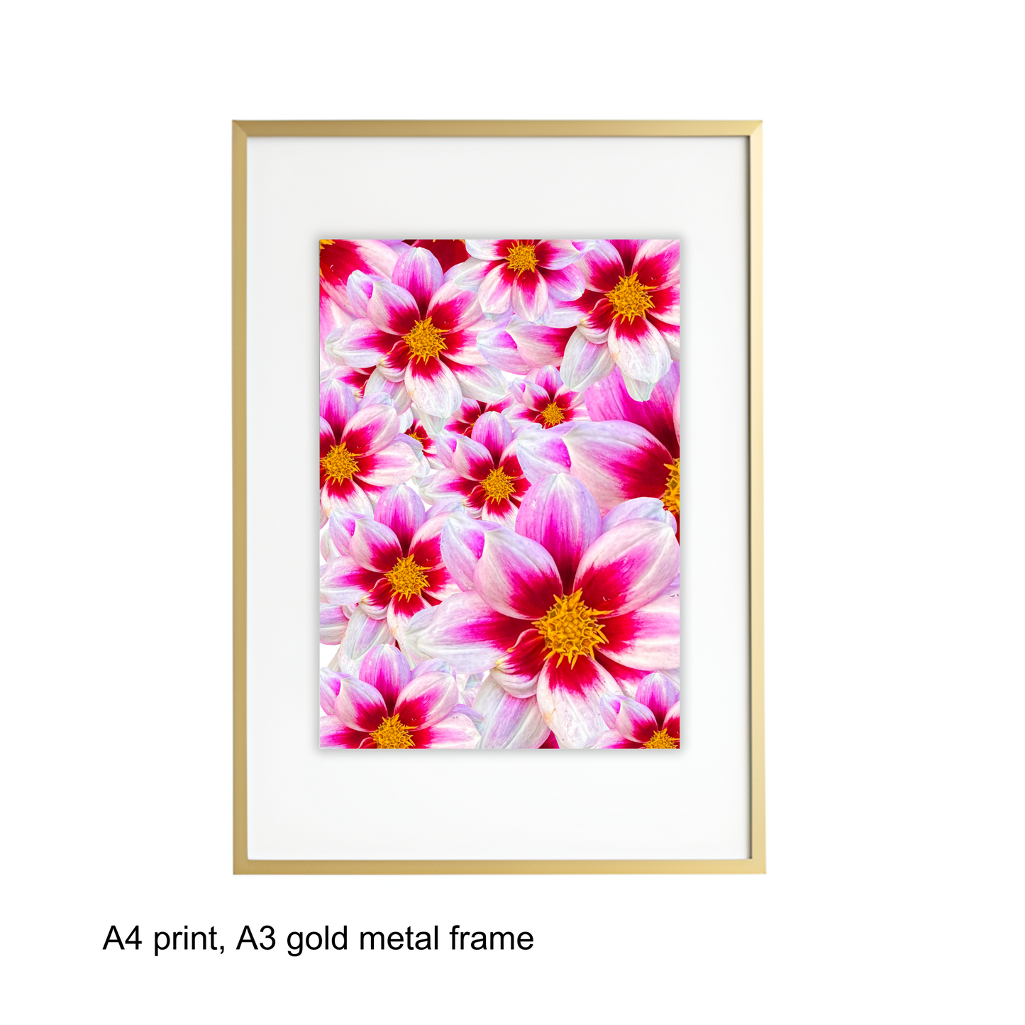 White Dahlias Art Print - for Hospice