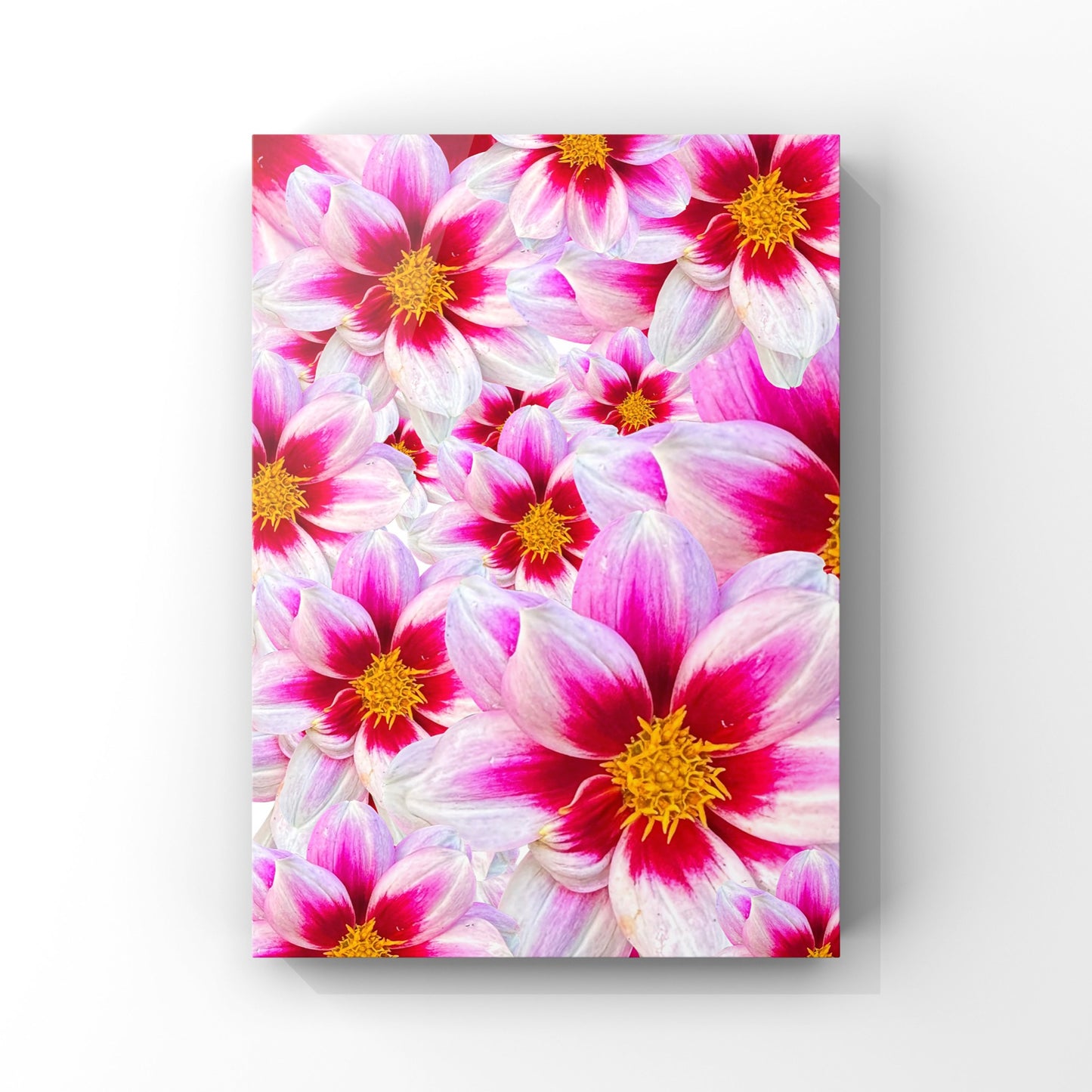 White Dahlias Art Print - for Hospice