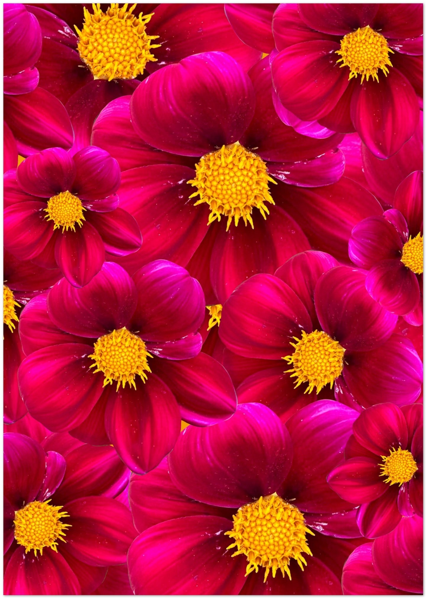 Red Dahlias Card - for Hospice