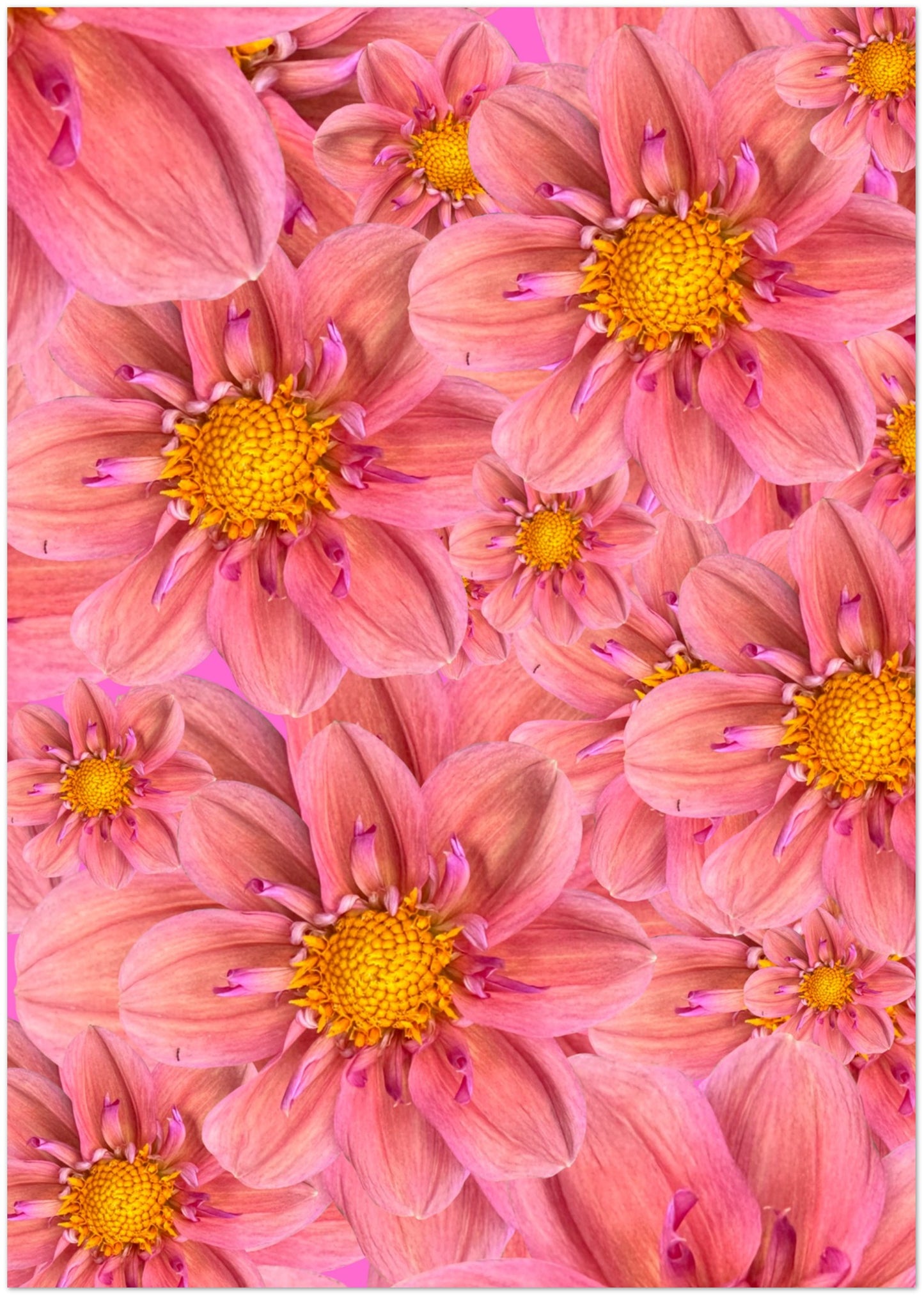 Pink Dahlias Card - for Hospice