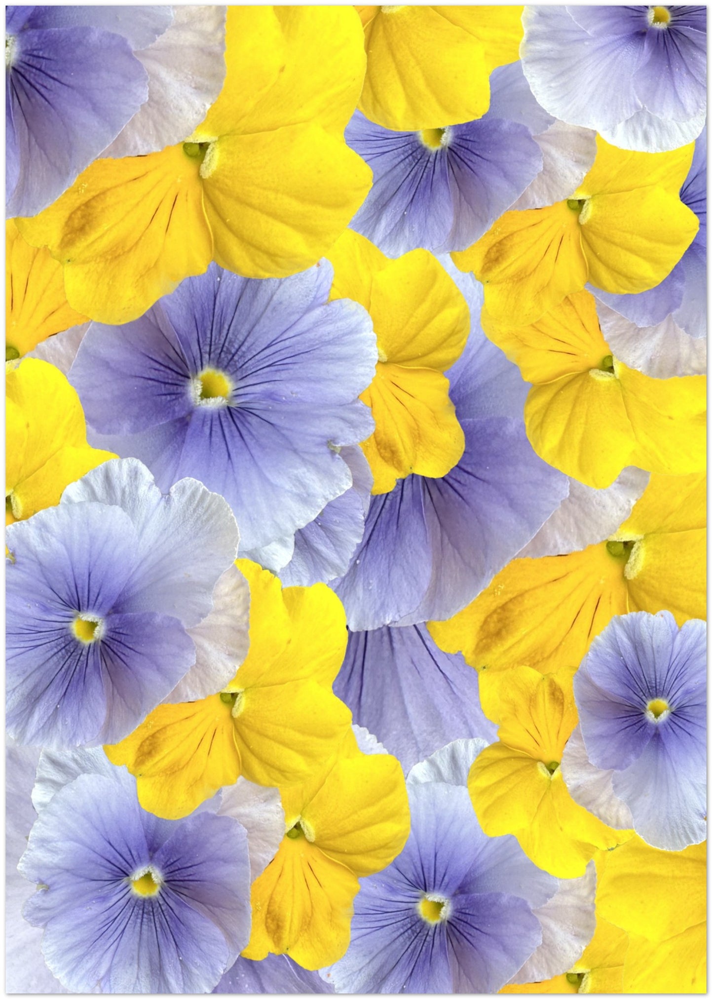 Blue Violas Card - for Hospice
