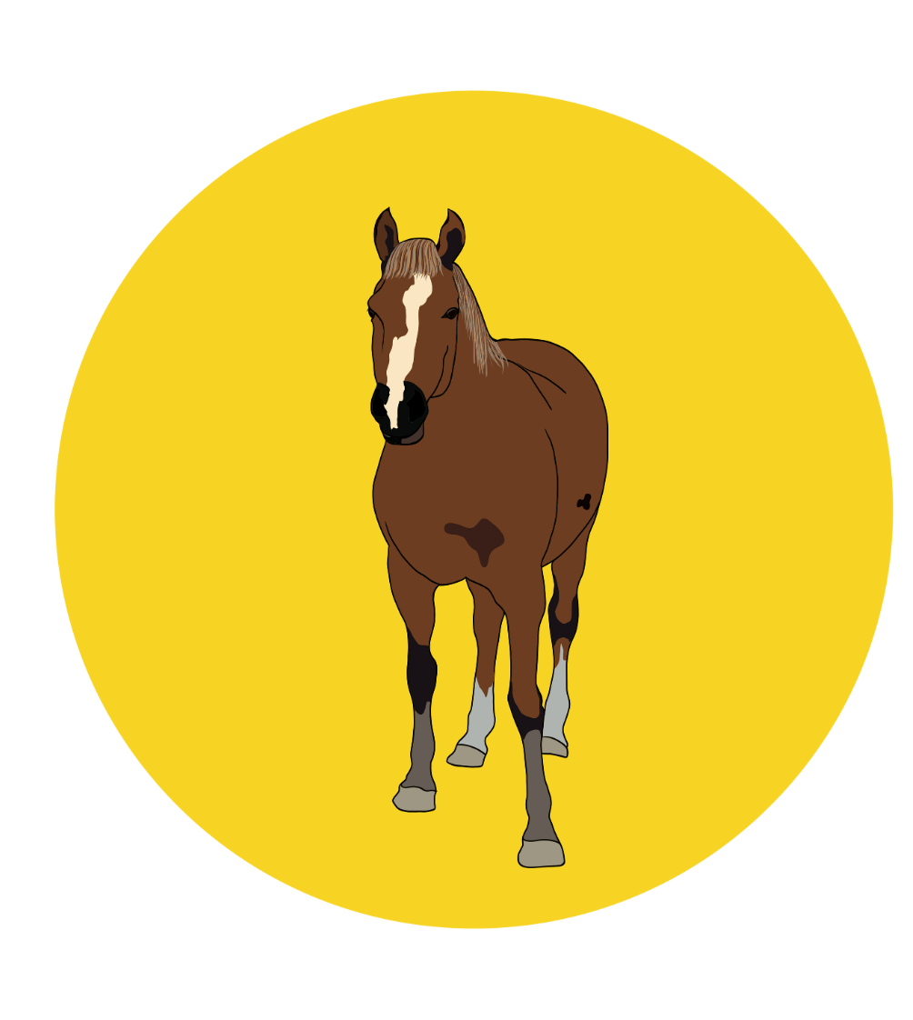 Fabian the Horse Magnets