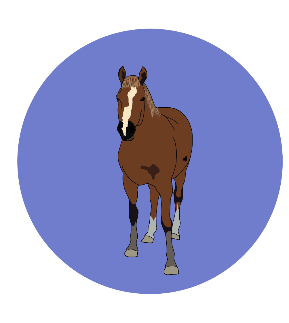 Fabian the Horse Magnets