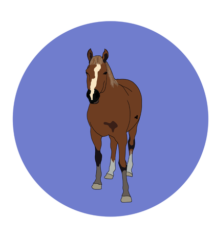 Fabian the Horse Magnets