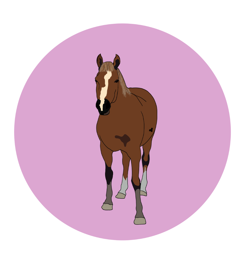 Fabian the Horse Magnets