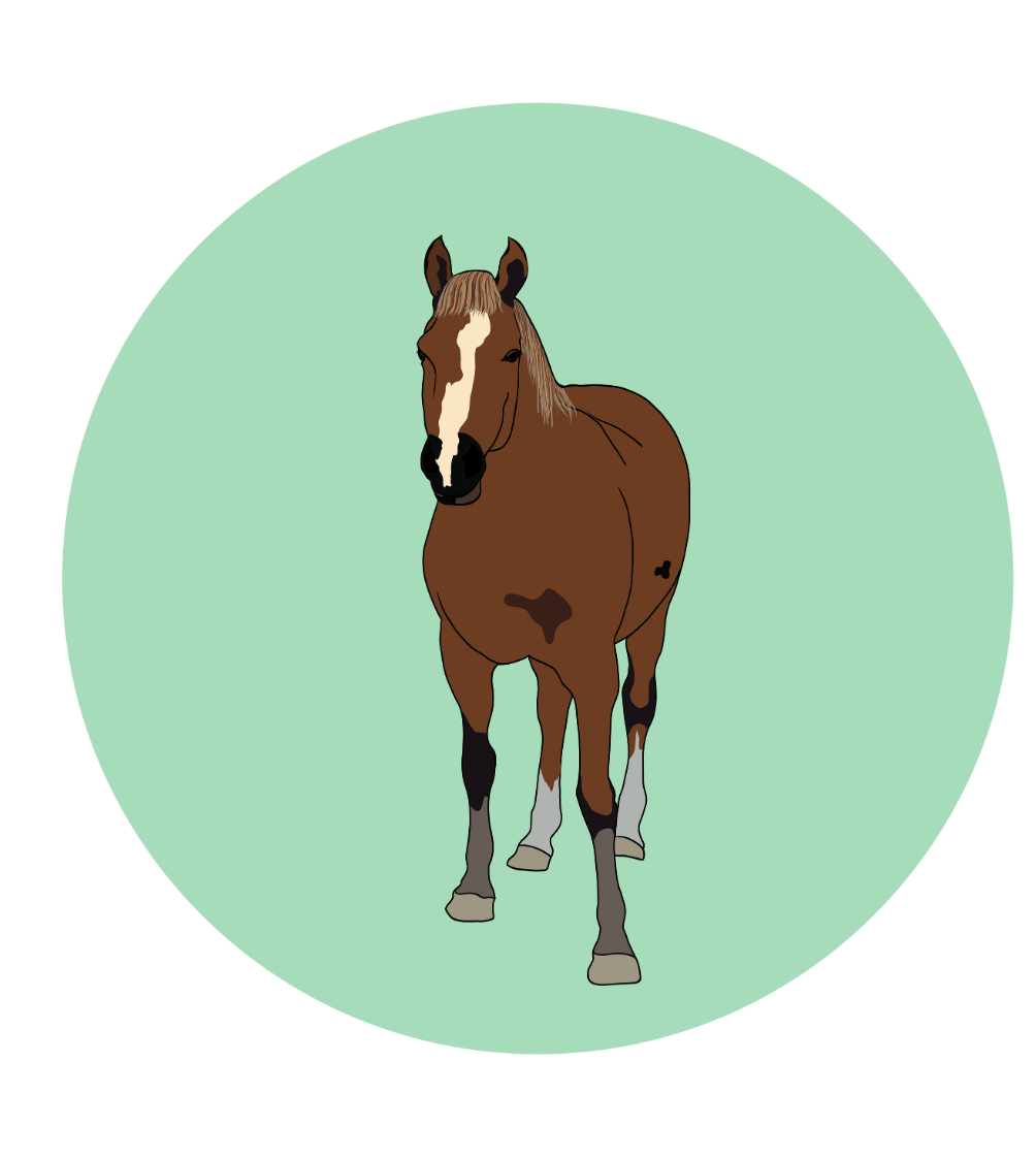 Fabian the Horse Magnets