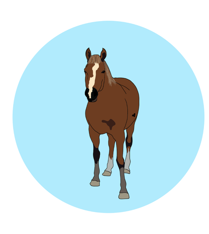 Fabian the Horse Magnets