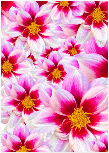 White Dahlias Card - for Hospice