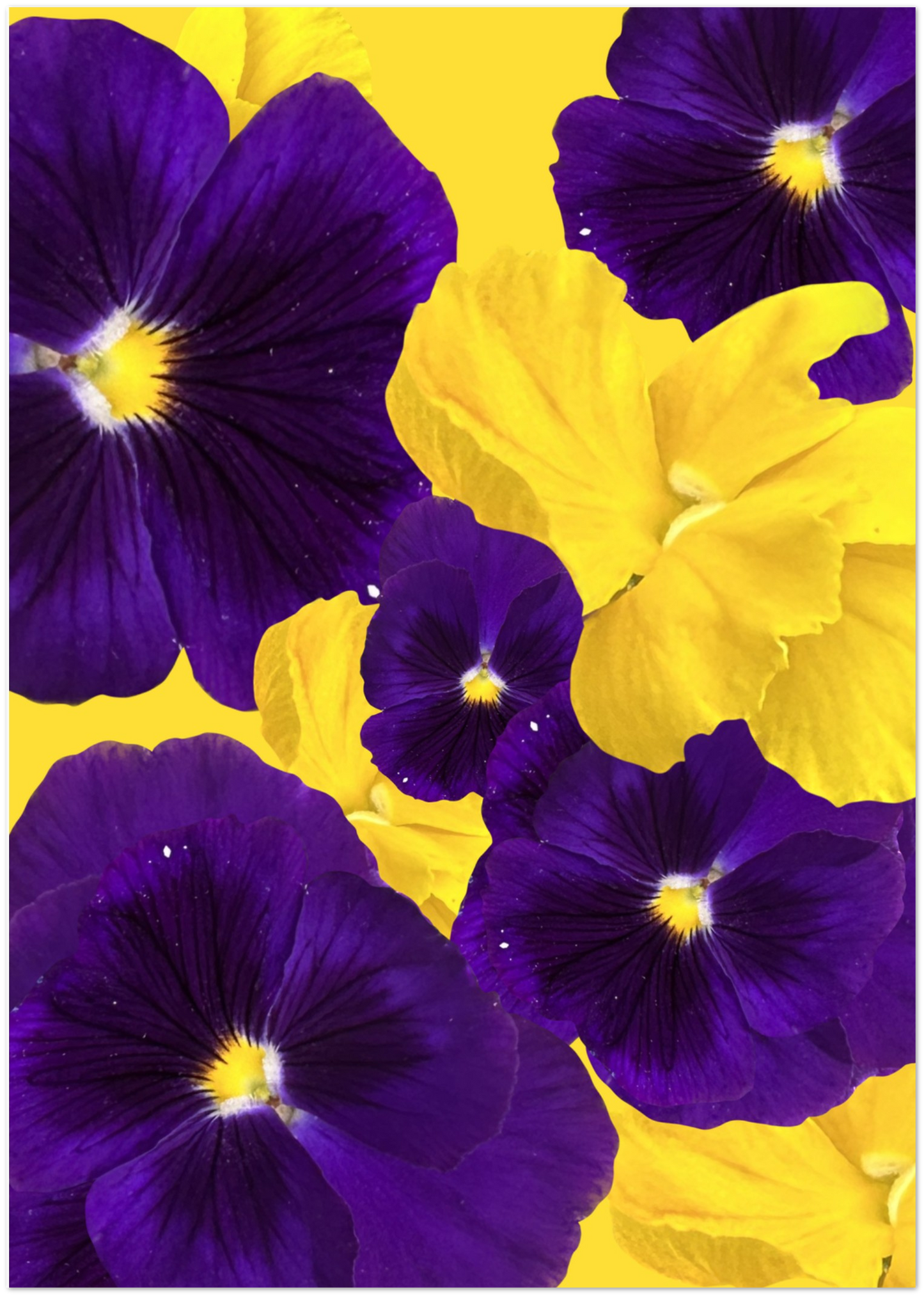 Purple Violas Greeting Card - Hugh's Garden for Mary Potter Hospice