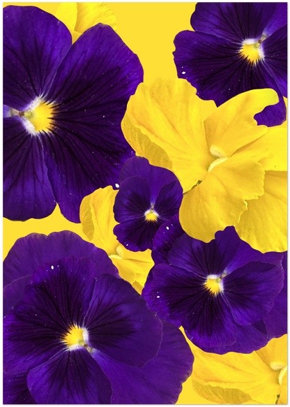 Purple Violas Card - for Hospice