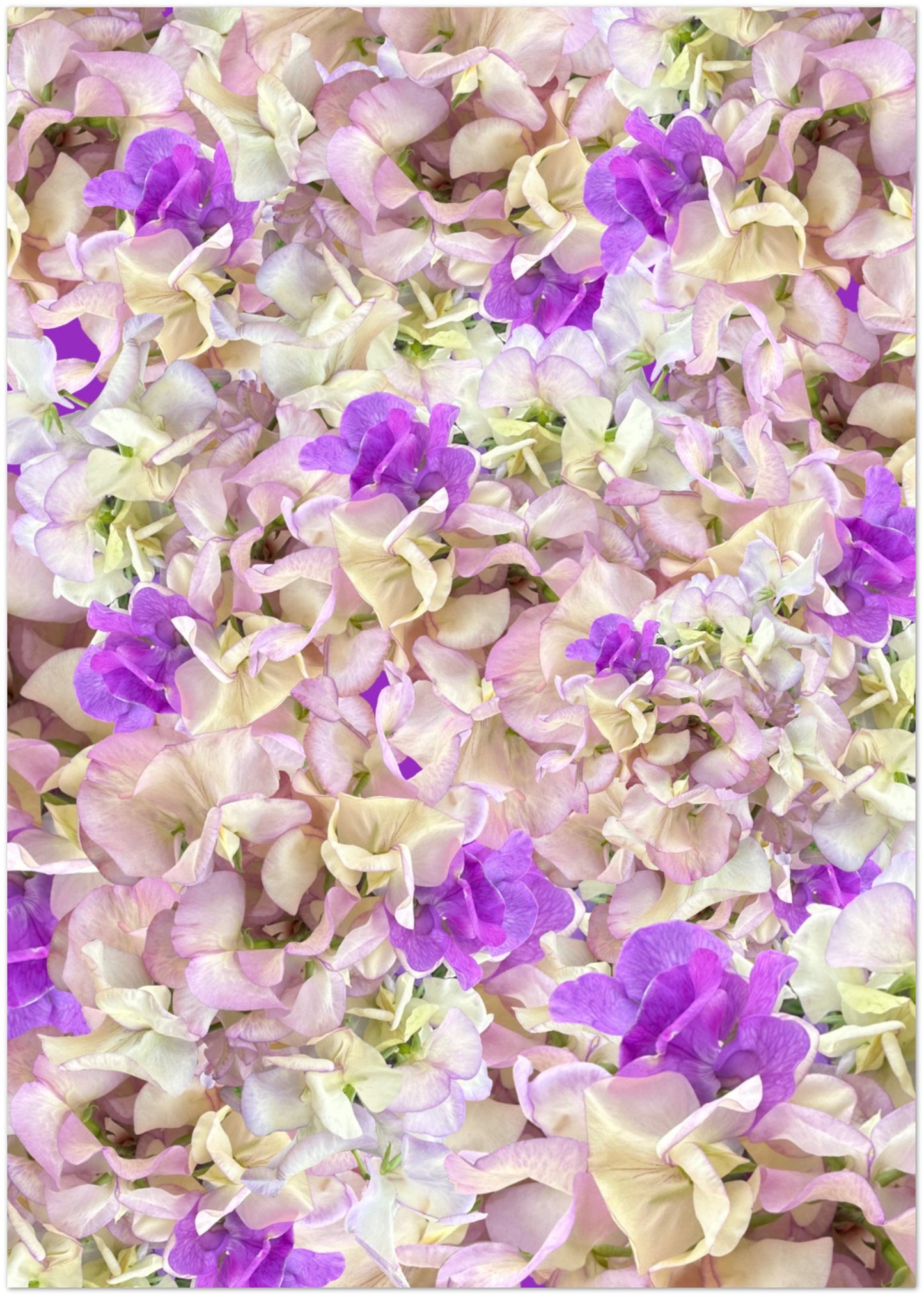 Sweetpea Greeting Card - Hugh's Garden for Mary Potter Hospice